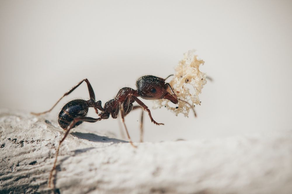 Photo credit: 