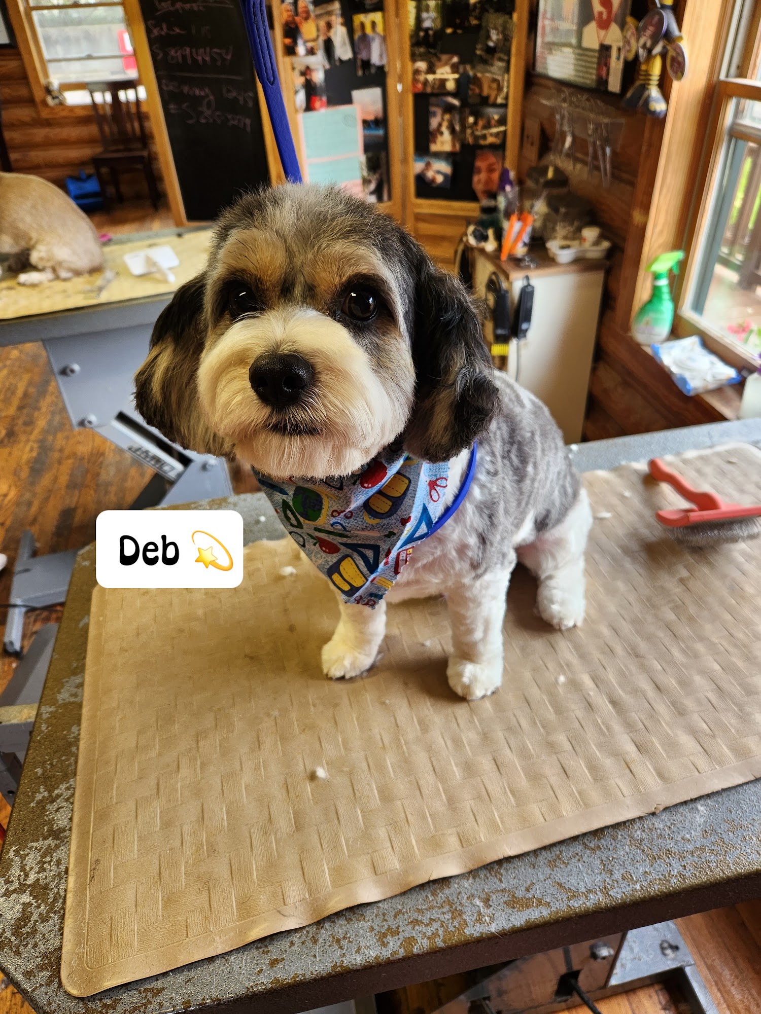 Lisa's All Breed Dog & Cat Washington