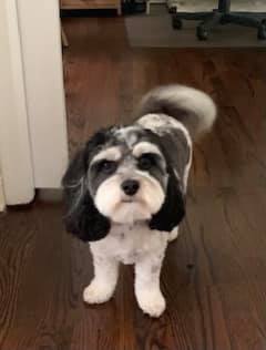 Bloomfield Dog Training West Bloomfield