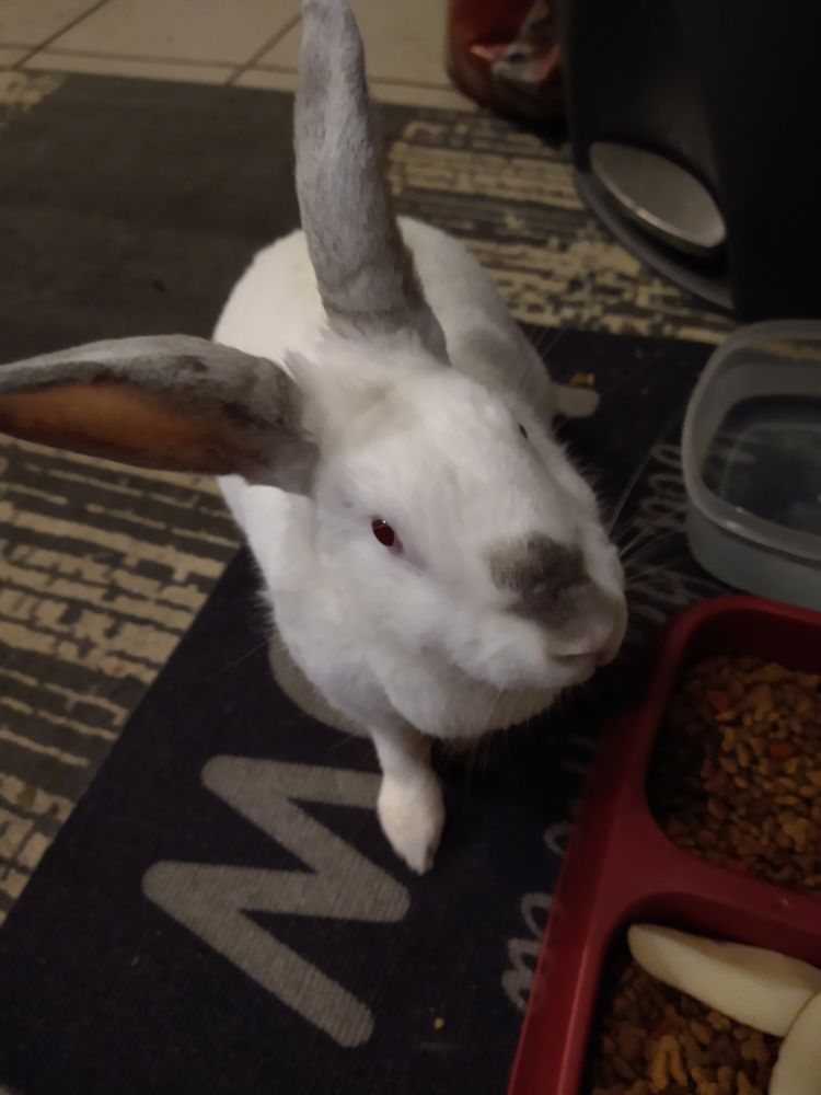 Rabbit & Small Animal Rescue Westland