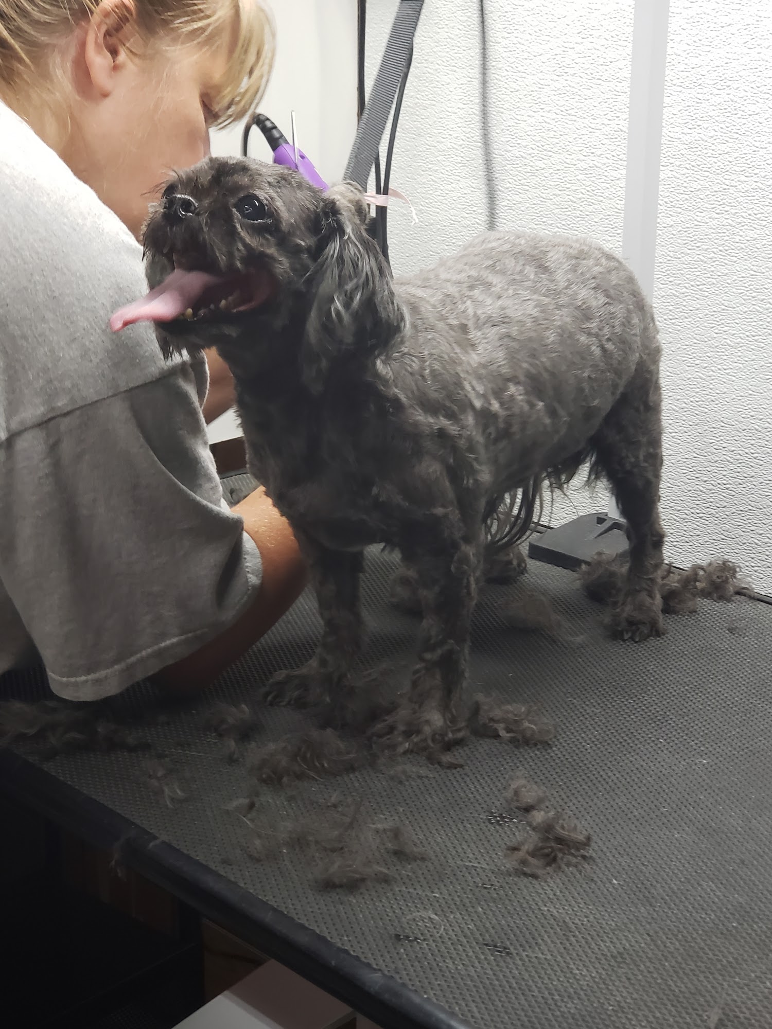 Brenda's Grooming Albert Lea