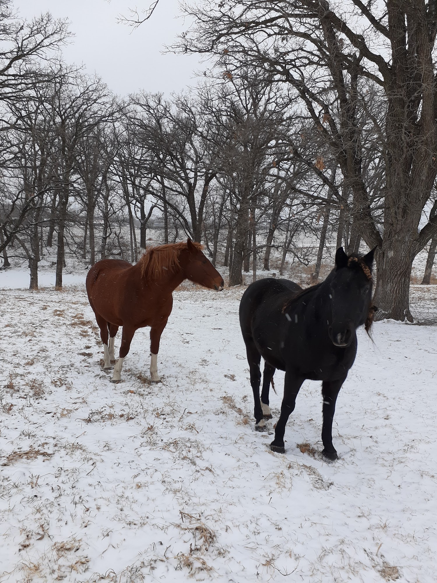 Lakes Veterinary Hospital 602 Olaf Ave S, Battle Lake Minnesota 56515