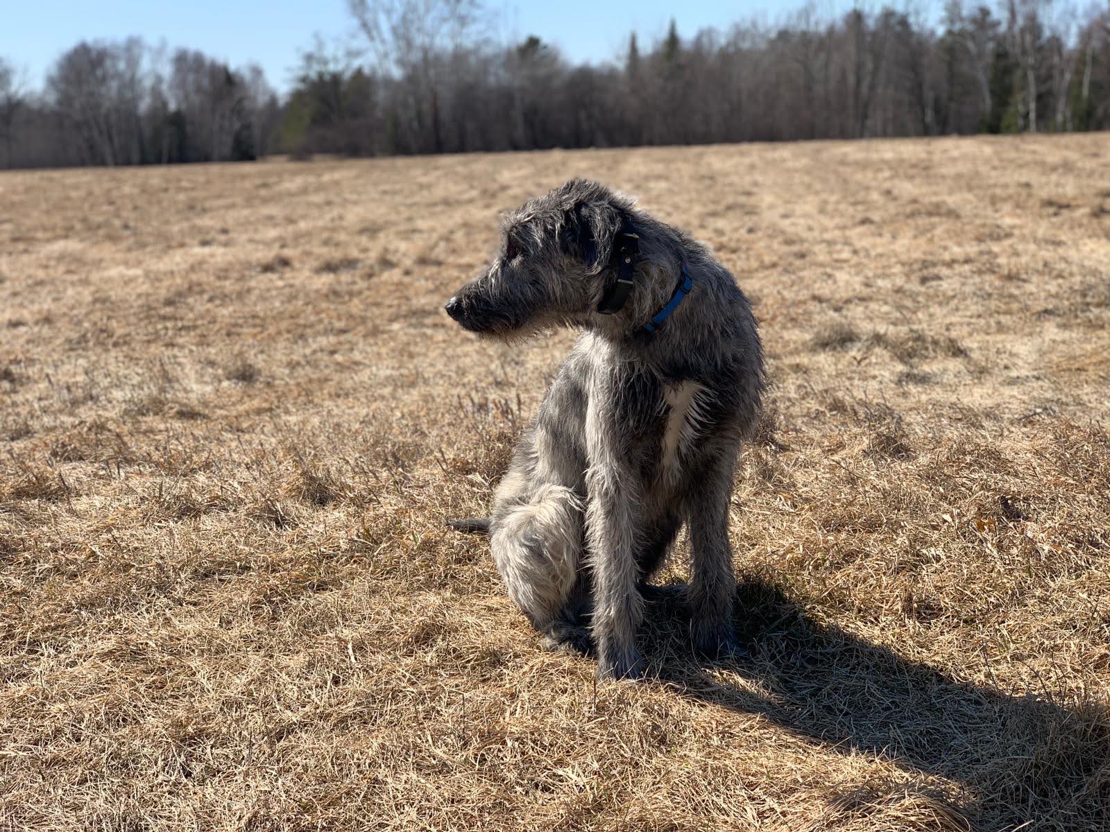 RR Professional Dog Training & Boarding 1809 Sheils Rd, Carlton Minnesota 55718