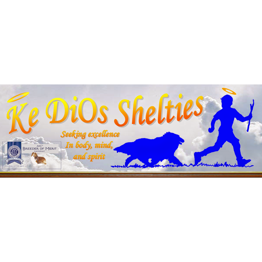 KeDiOs Shelties Delano