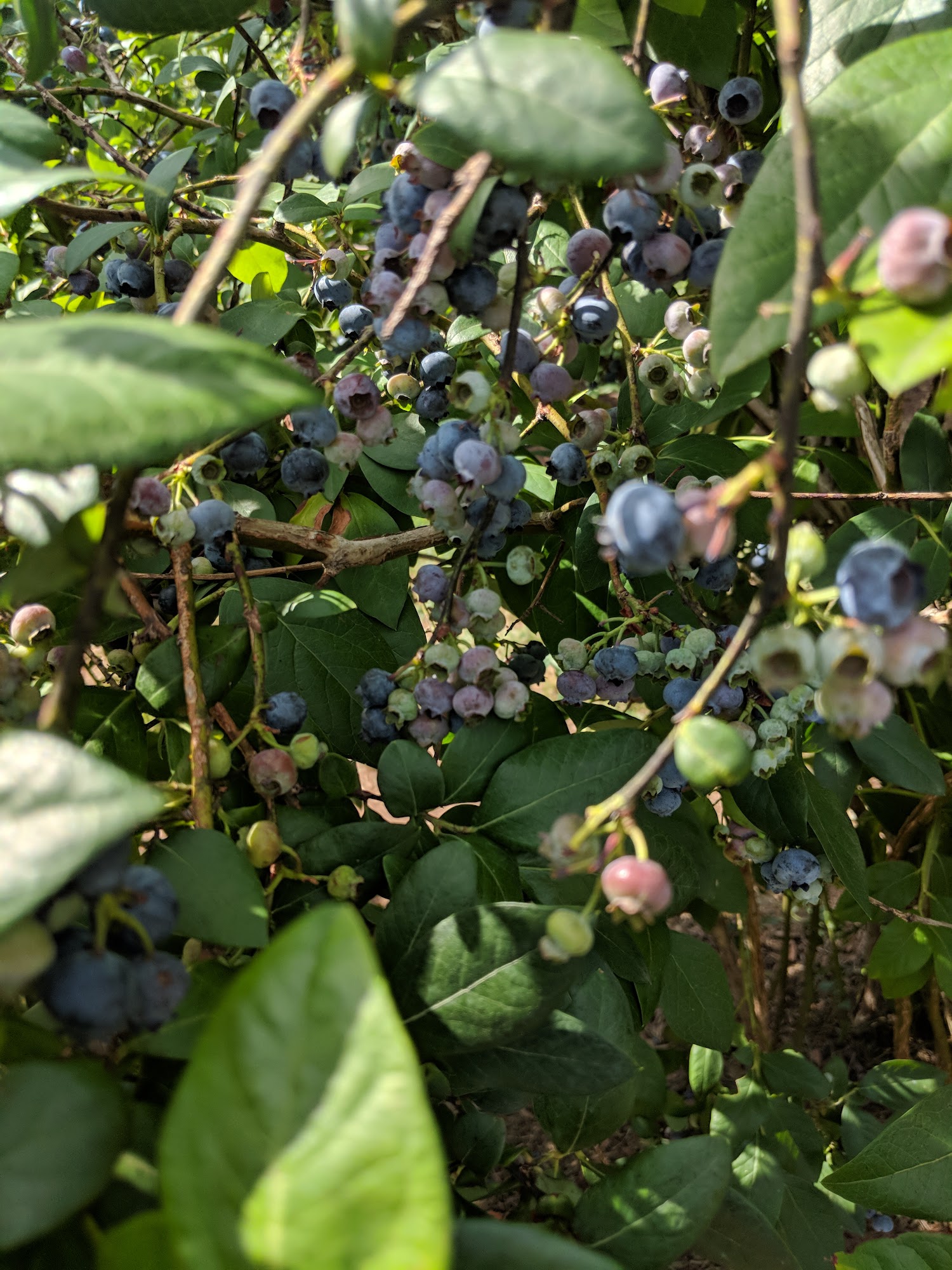 The Berry Patch