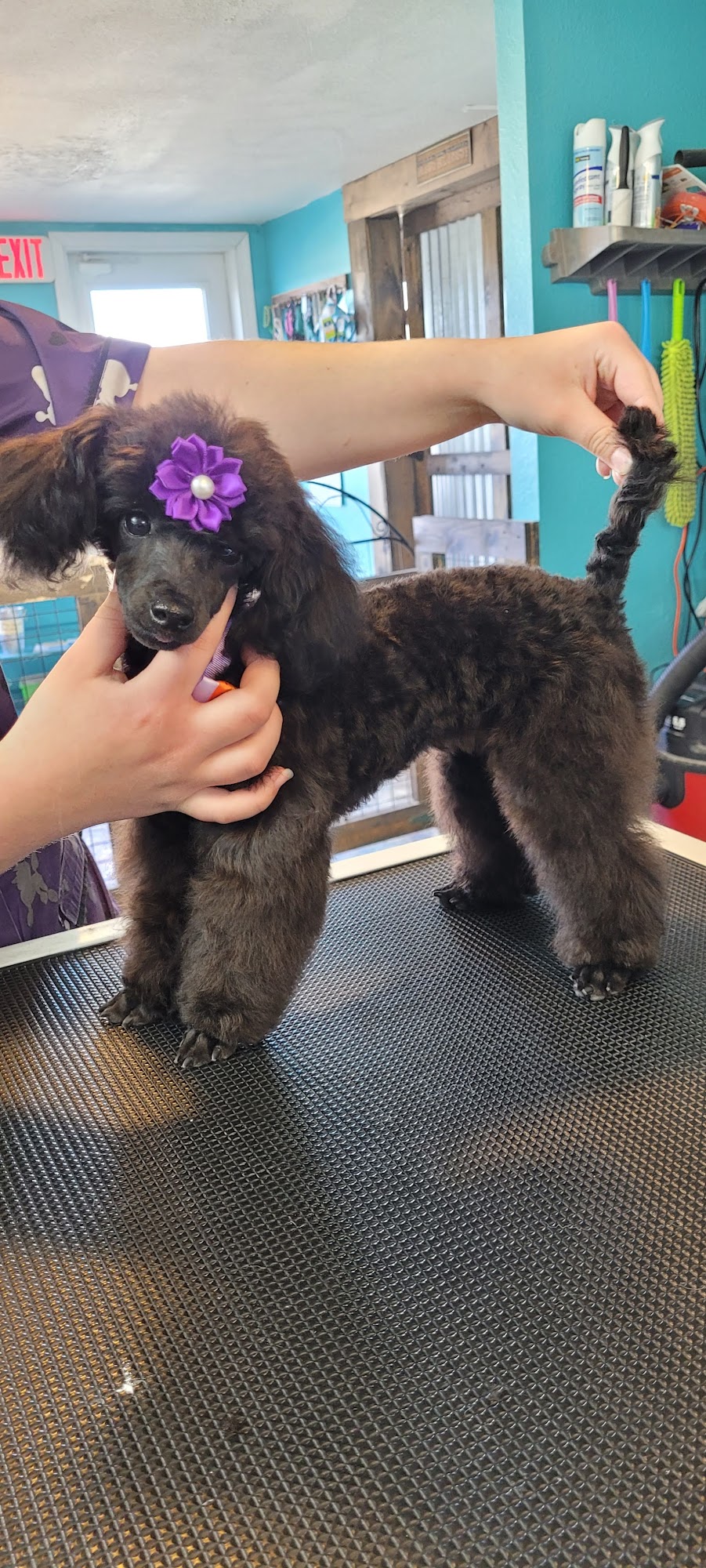 Heads N Tails Pet Grooming 105 Frizzell St, Potosi Missouri 63664