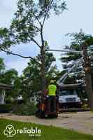 Reliable Tree Care and Removal
