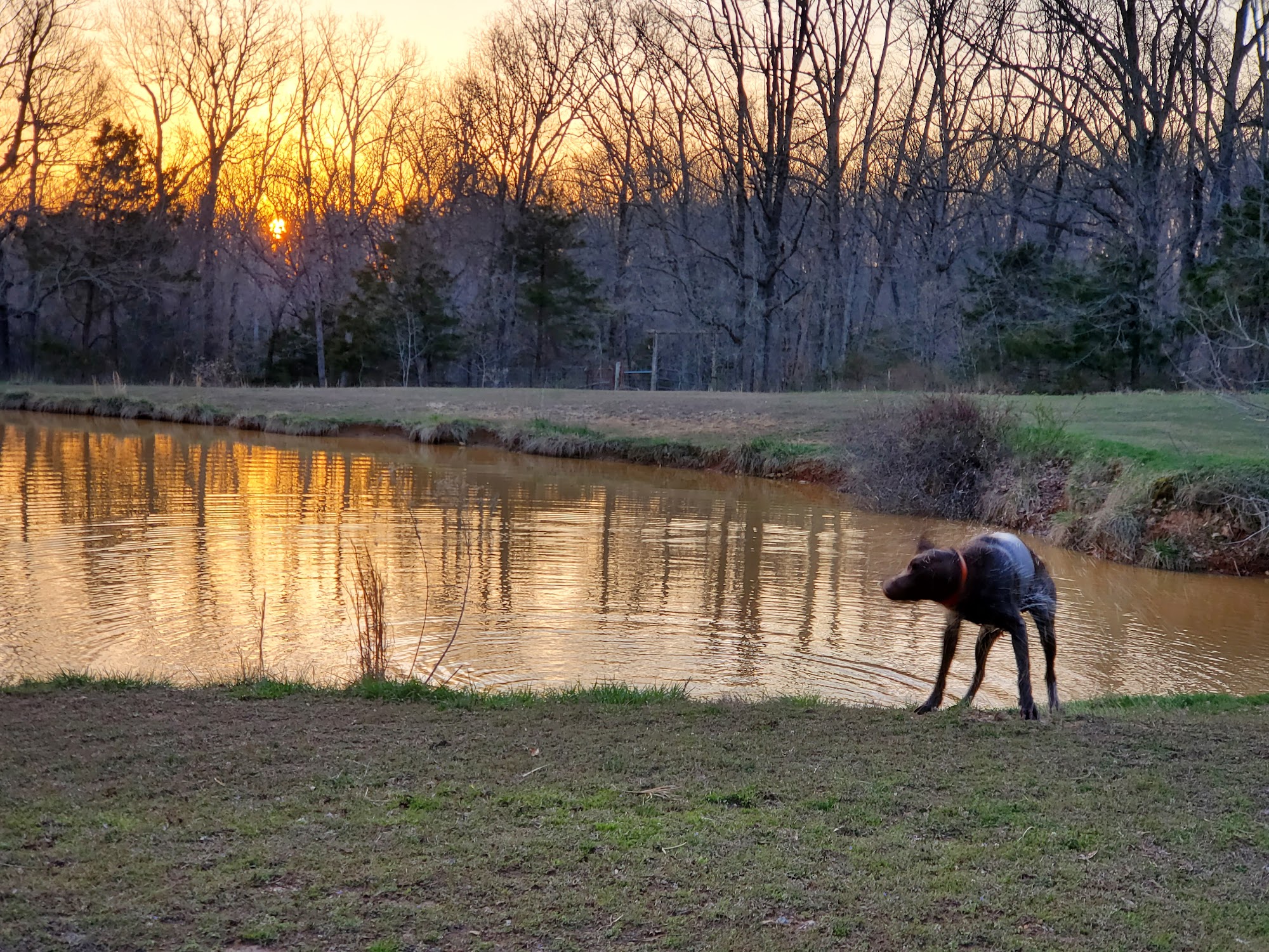 All Creatures Boarding Kennel, LLC 14049 Victoria Dr, Stover Missouri 65078