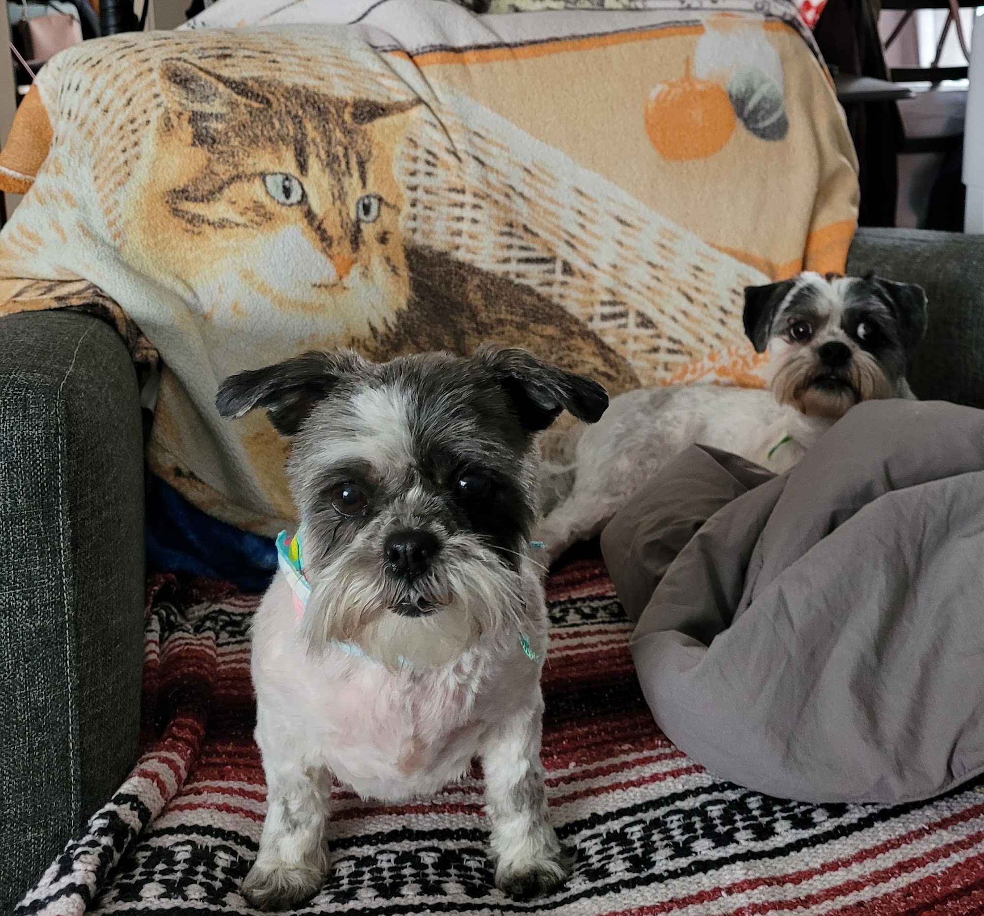 Pet Valu Grooming Moncton