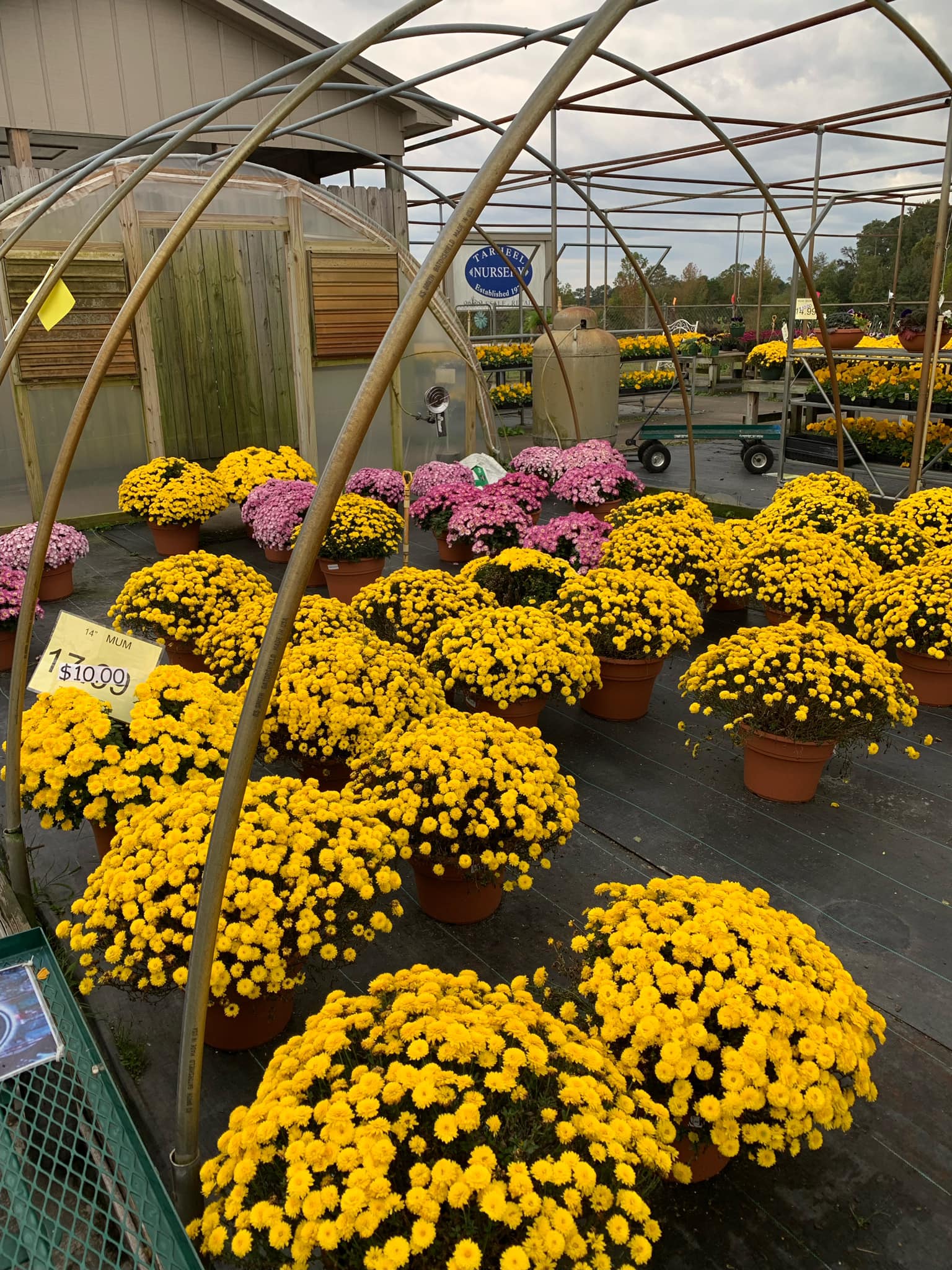 Tarheel Nursery 7160 Old Stage Rd N, Angier North Carolina 27501