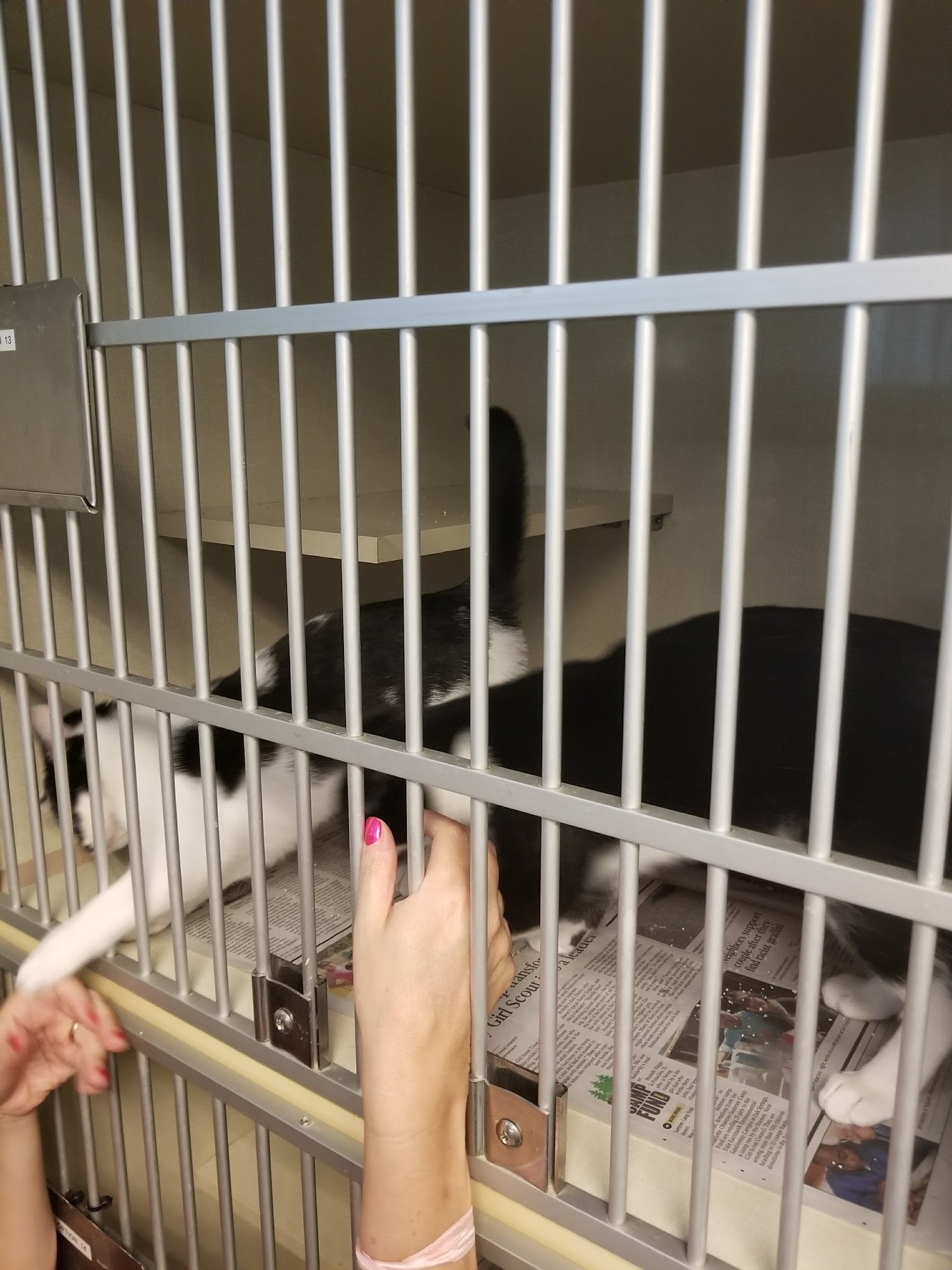 Cornelius Animal Shelter Cornelius