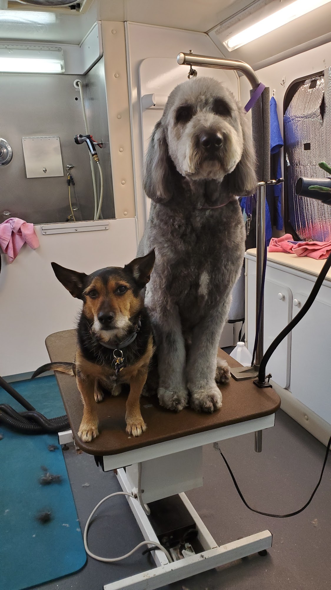 Scooby-Dos Mobile Pet Grooming High Point