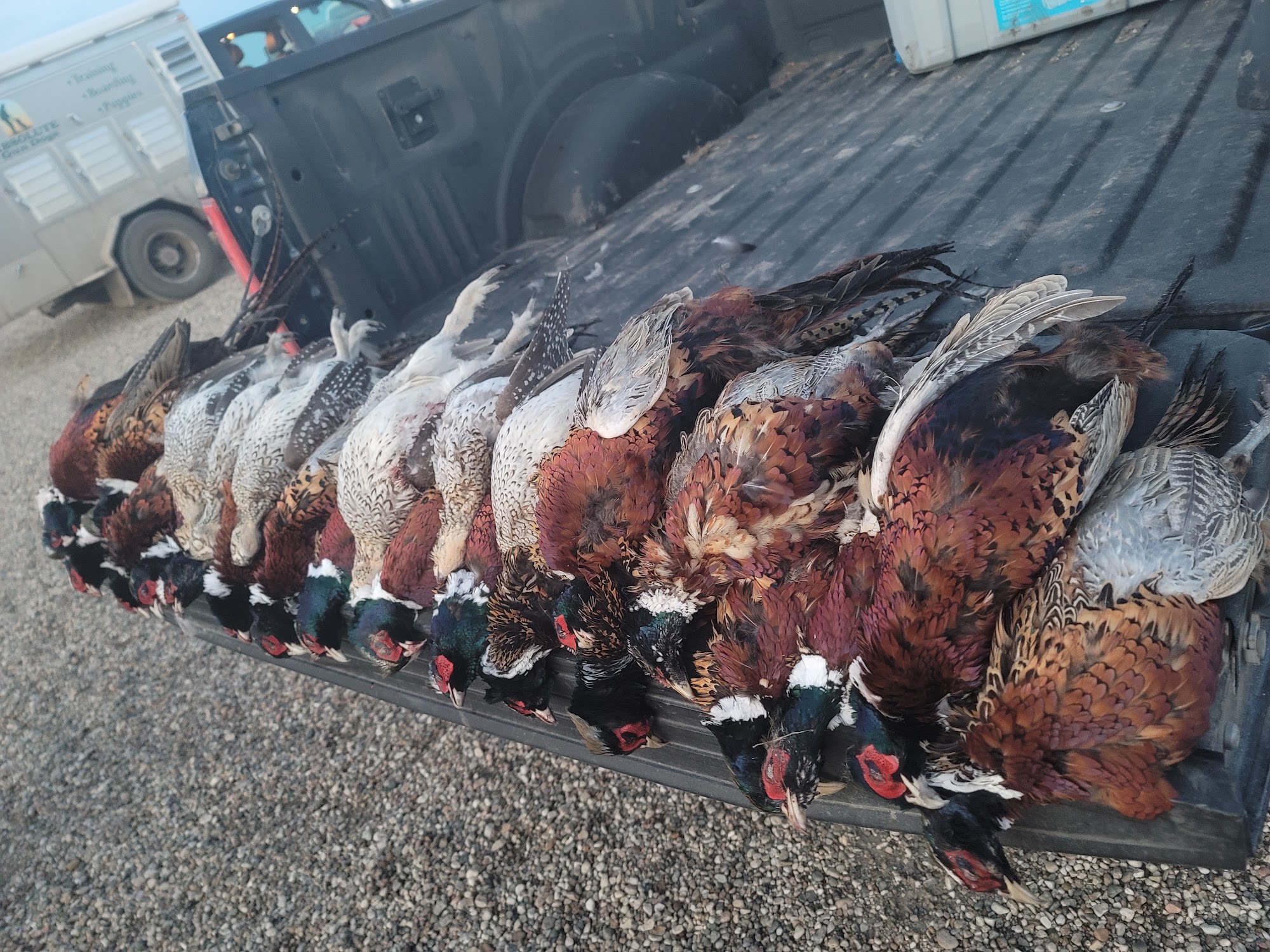 Absolute Gun Dogs Bismarck