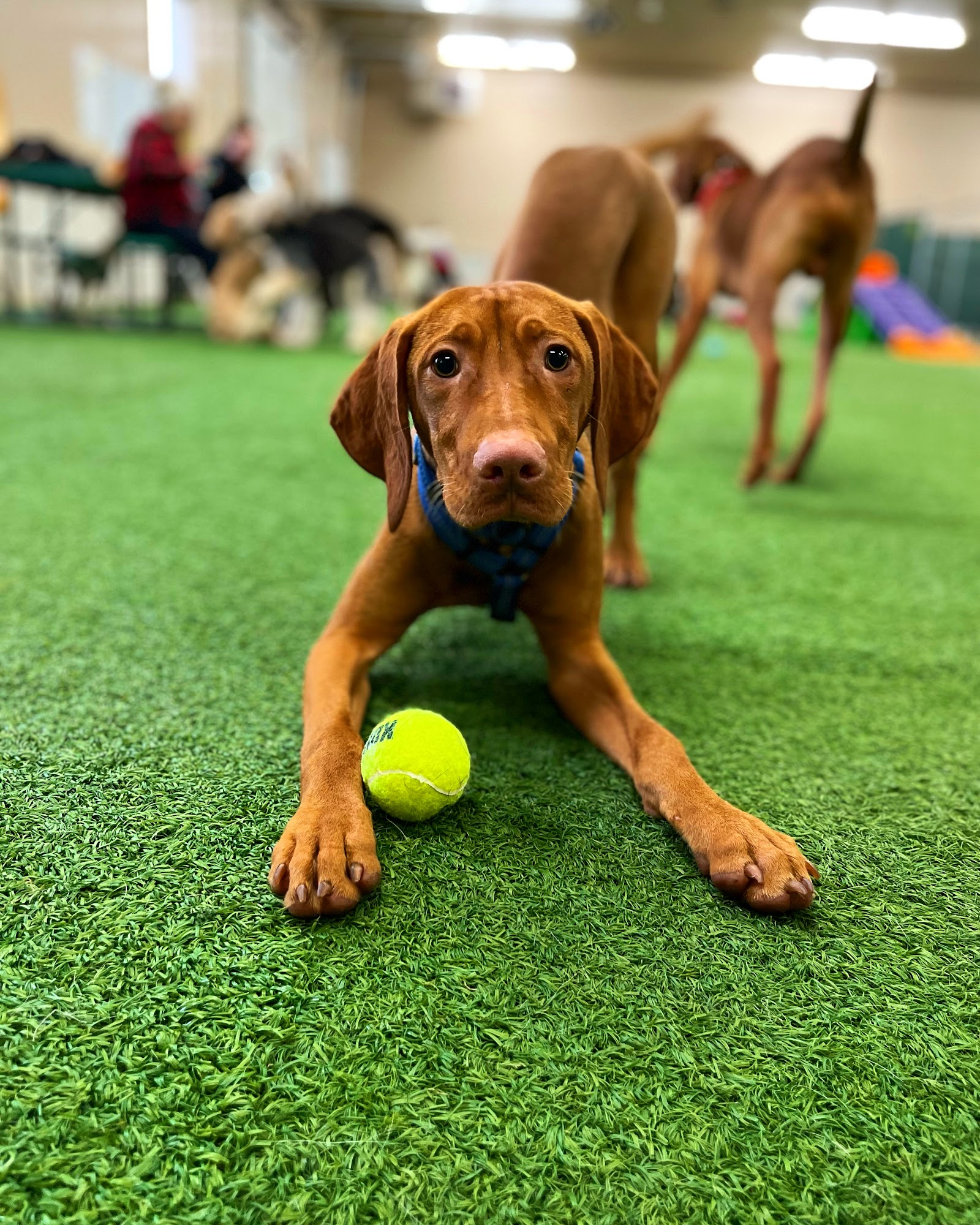 Rainy Days Indoor Dog Park, Daycare & Boarding Fargo