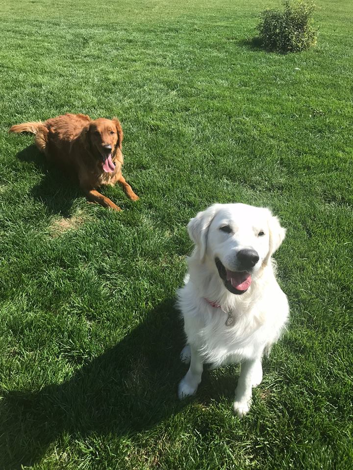 Down Dog Studios Fargo