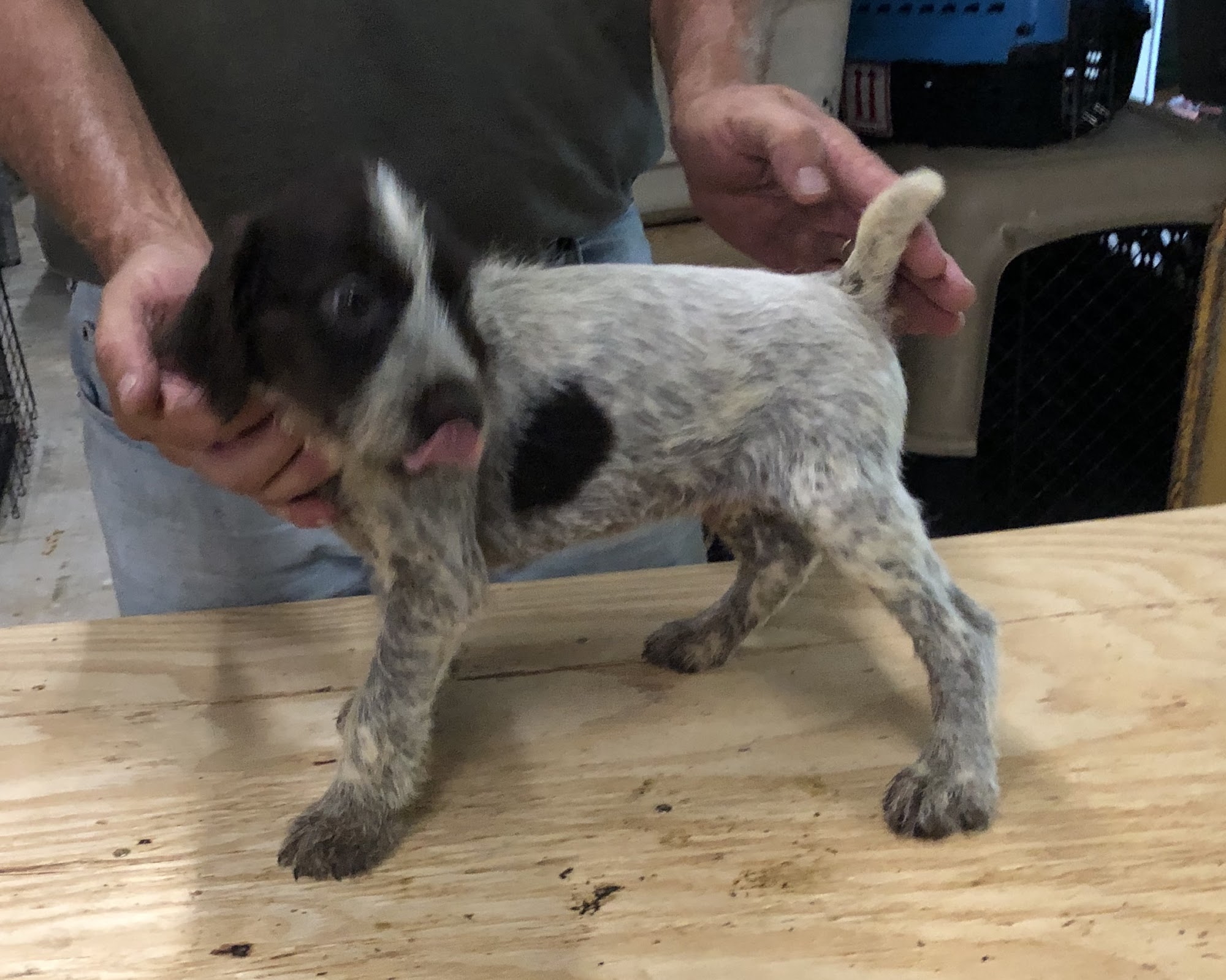 Armbrust Hunting Dog Kennels Gretna