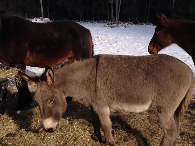 Monadnock Equine Veterinary Services 464 Old Chesham Rd, Marlborough New Hampshire 03455