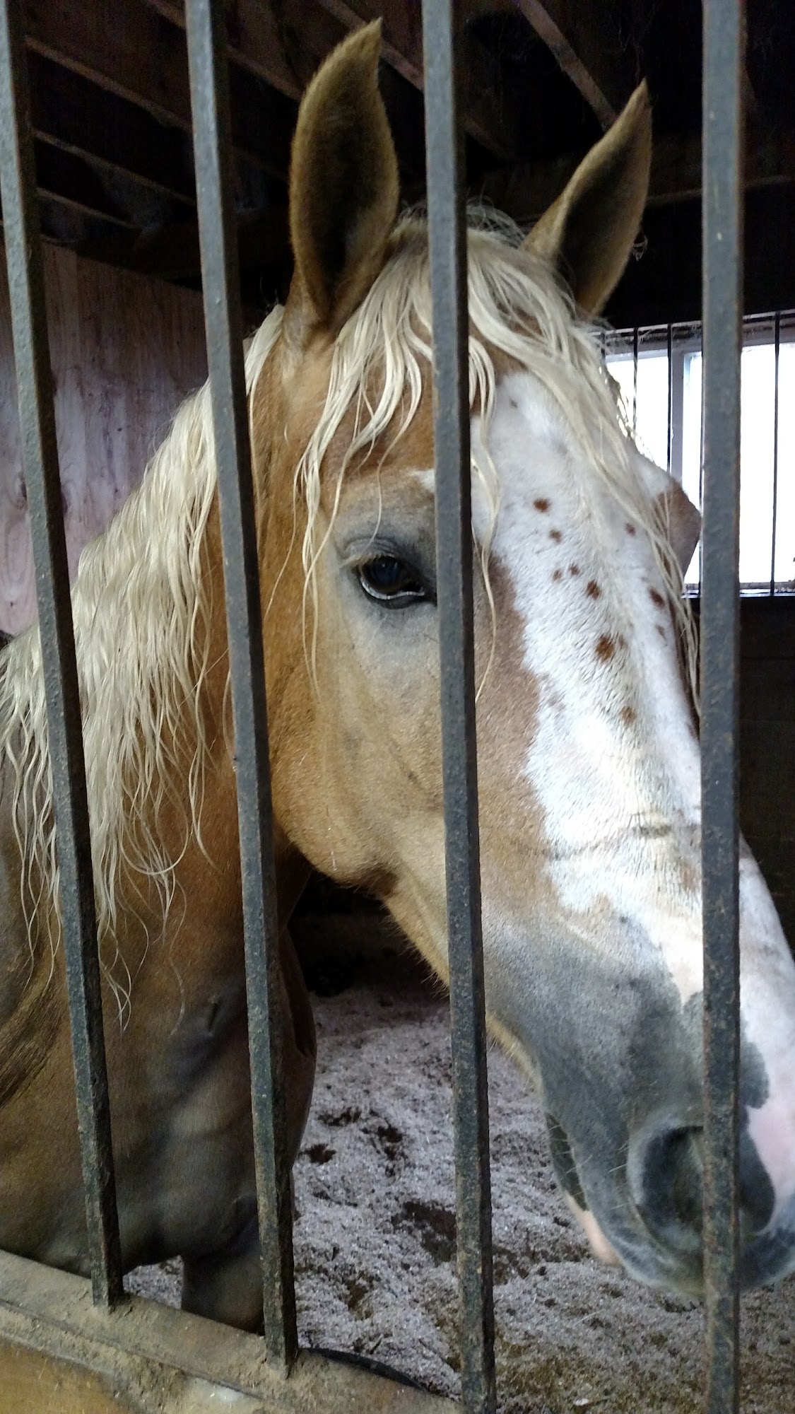 CPM Stables 34 S Main St, Newton New Hampshire 03858