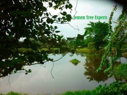 Jensen Tree Experts