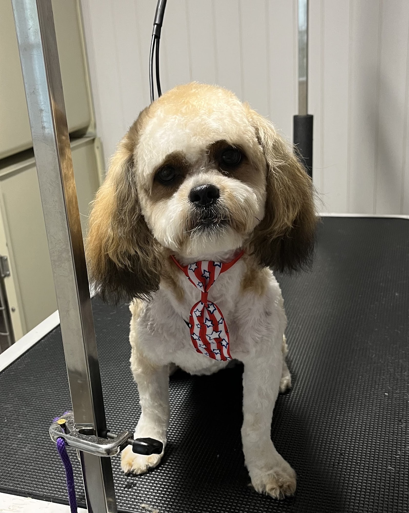 Pet Groom 60 Hopatchung Rd, Hopatcong New Jersey 07843