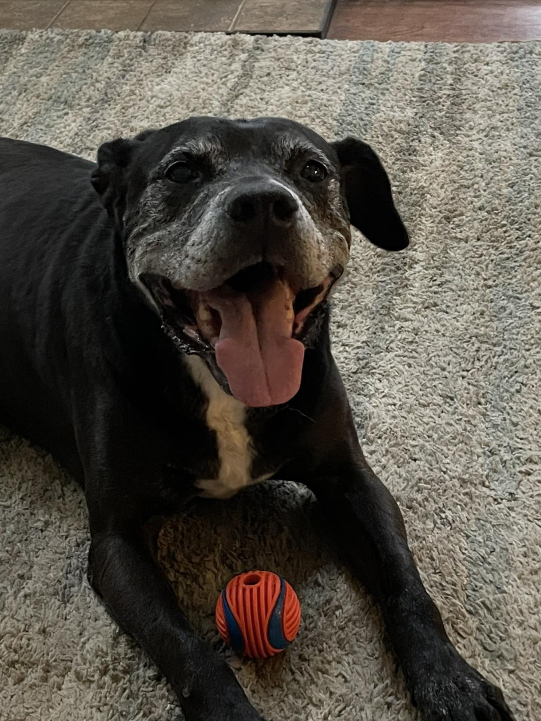 Bullys Behaven Jackson