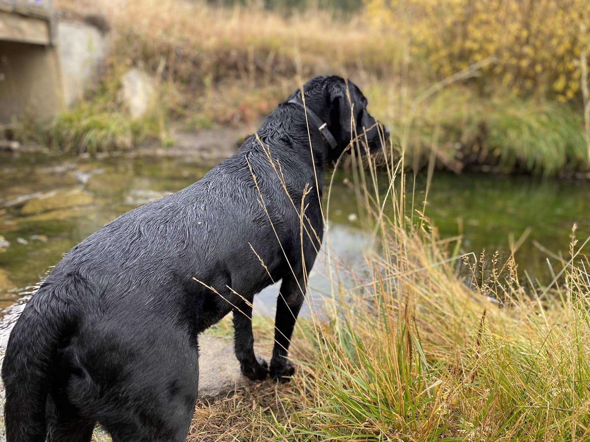 Hello Ralphie New Jersey Online Veterinarian Metuchen