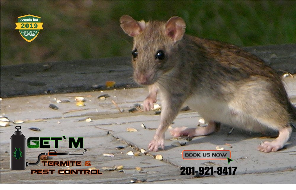 Get'm Pest Control & Exterminator in NJ 300 Monmouth Ave, New Milford New Jersey 07646