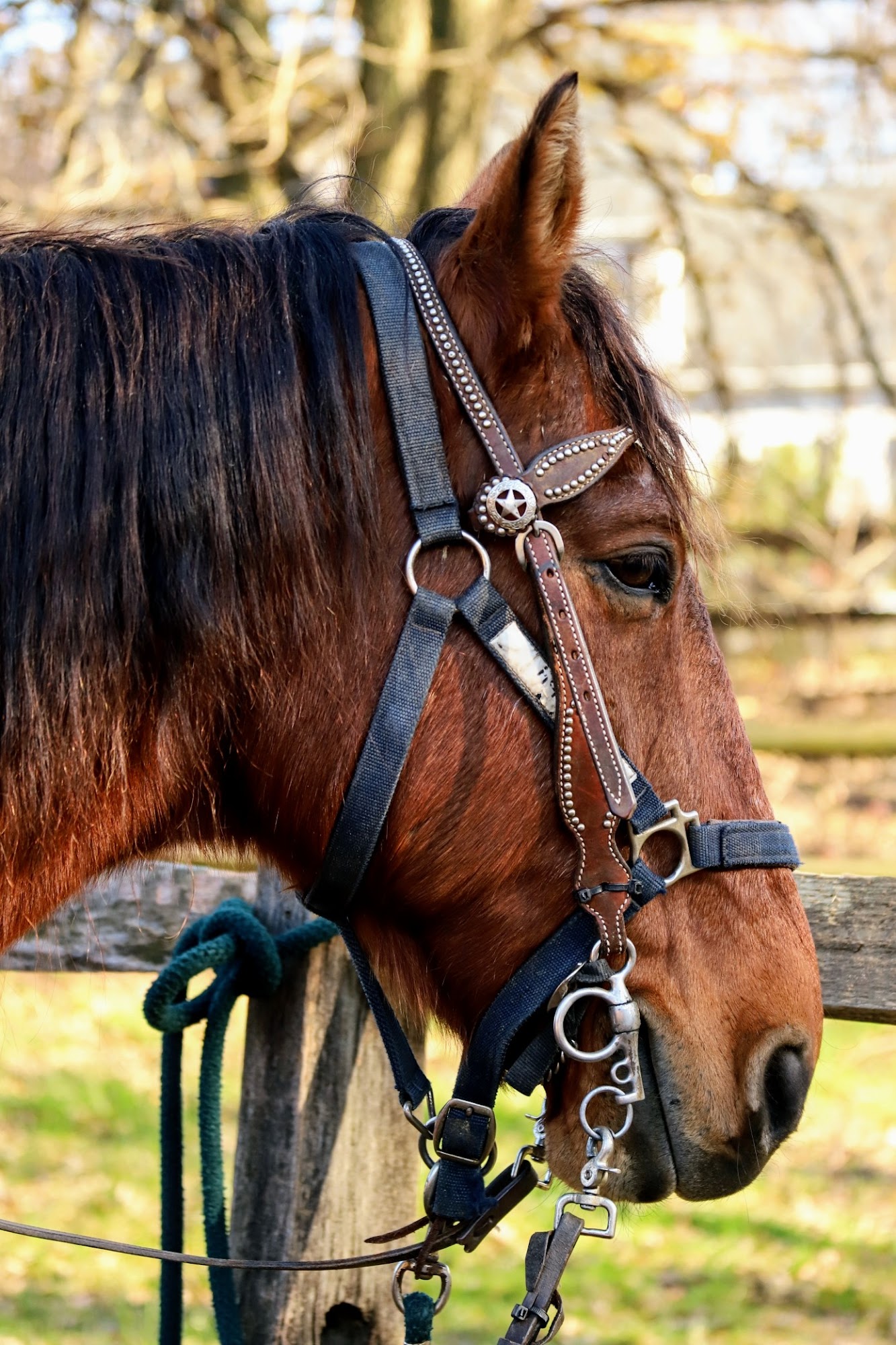 Legacy Riding Stables 3333 Bordentown Ave, Parlin New Jersey 08859