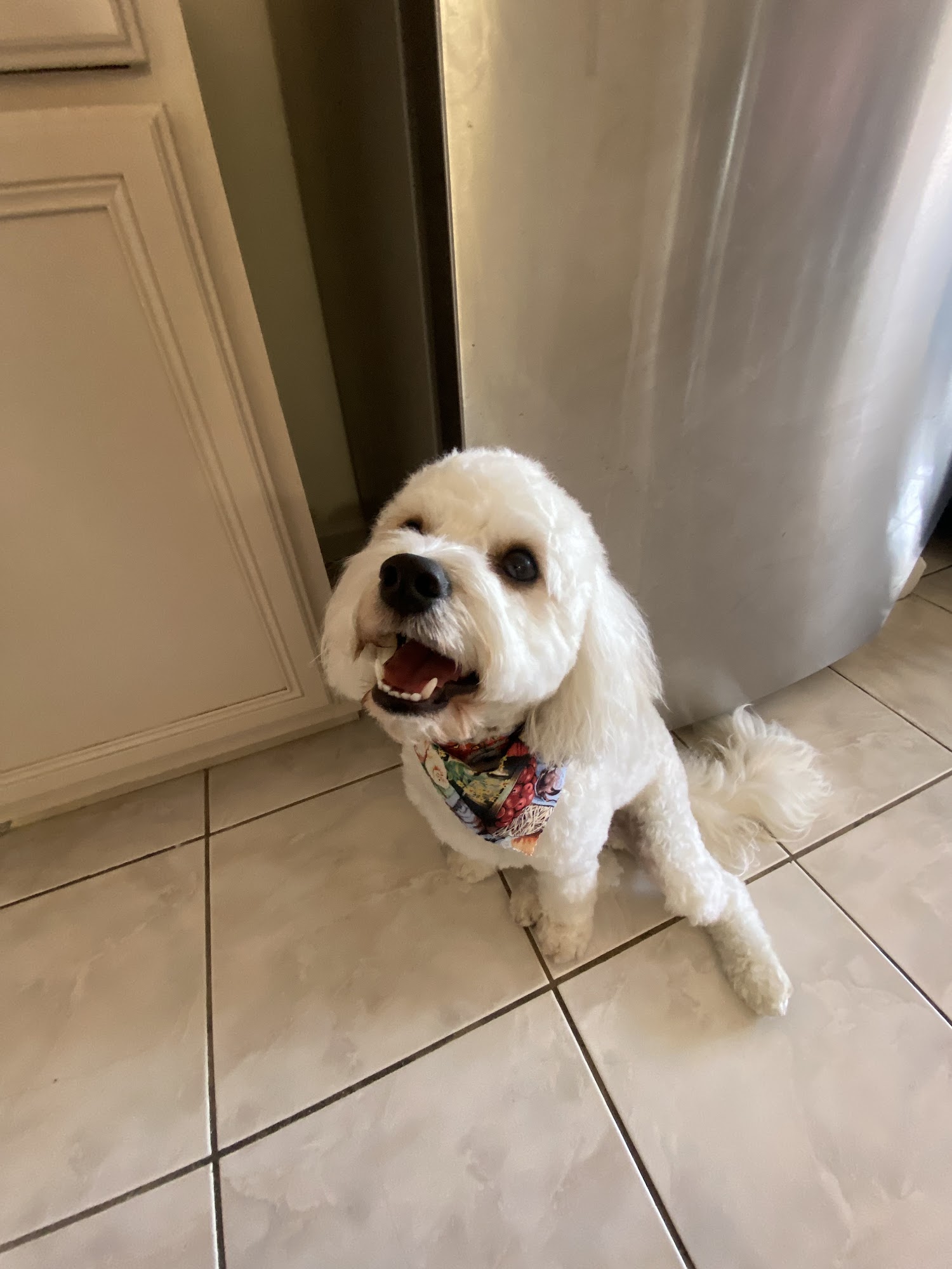 Paws and Suds 3 Pet Grooming Union City