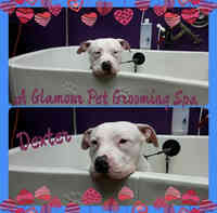 A Glamour Pet Grooming Spa