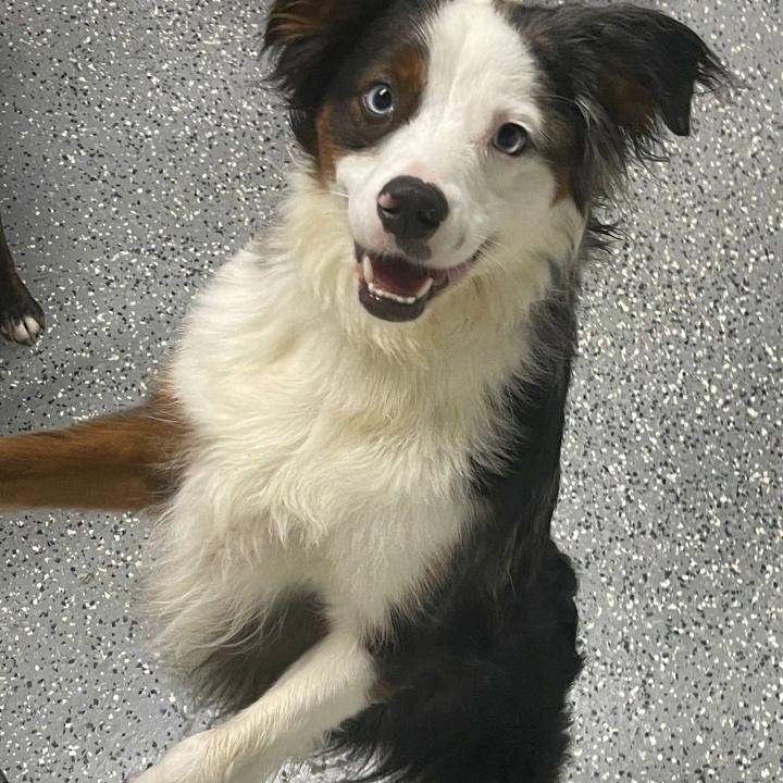 Doggie Paradise - Daycare, Boarding & Grooming Wallington