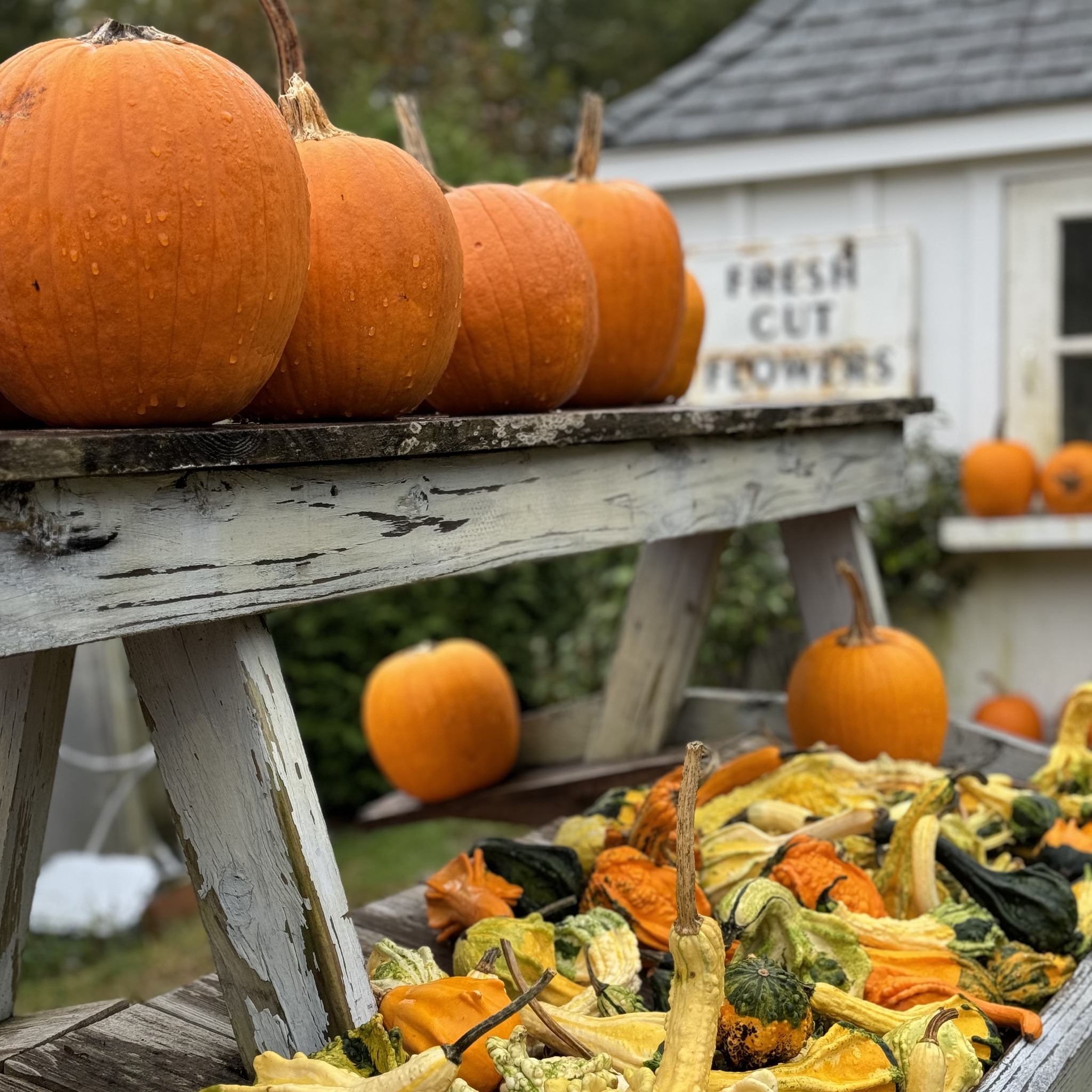 Beach Plum Farm