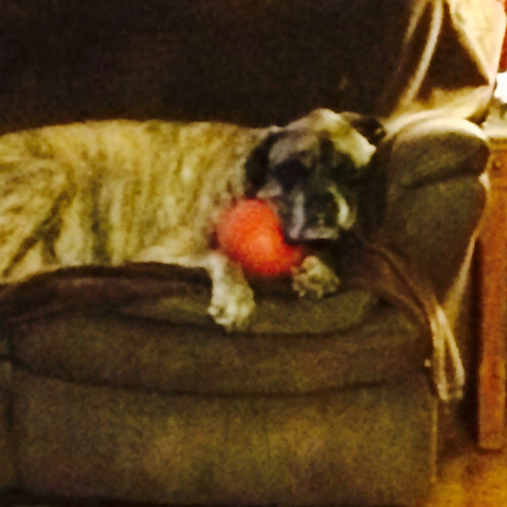 Healthy Home Pet Services