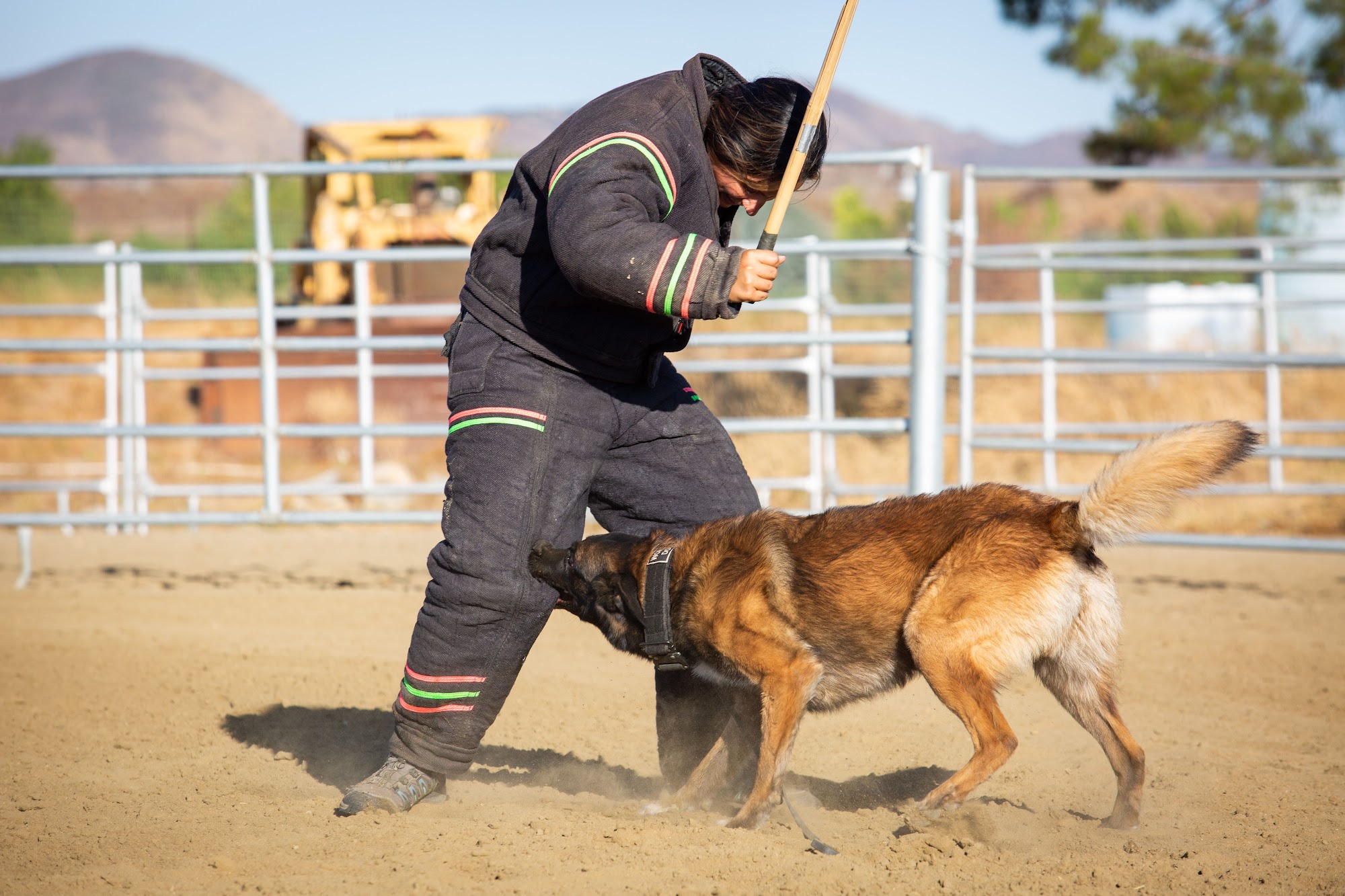 Ruidoso Malinois 136 Dean Dr, Capitan New Mexico 88316