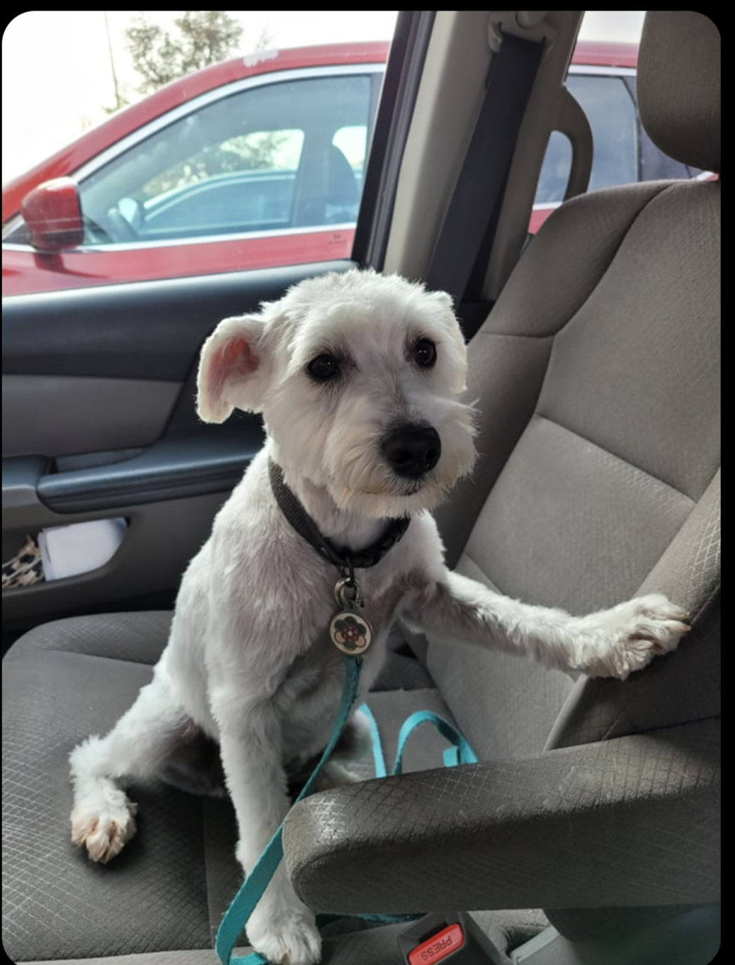 Peachy Clean Pets Las Cruces