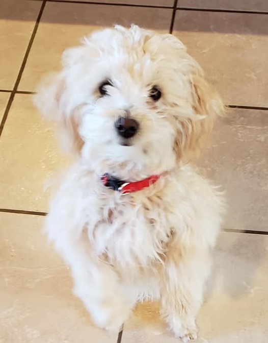 Los Alamos Dog Obedience Club Los Alamos