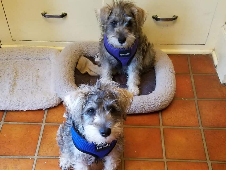 Gila Animal Clinic: Wilmeth Paul E DVM Silver City