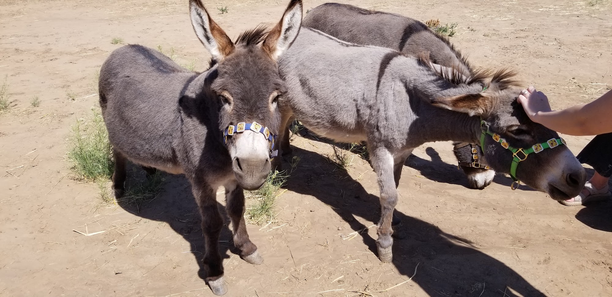 Sunflower Sanctuary Animal Rescue Tijeras