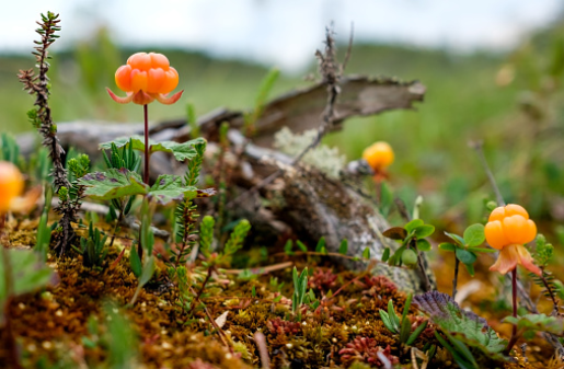 Cloudberry Travel