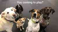 Playful Paws Dog Daycare & Training Facility