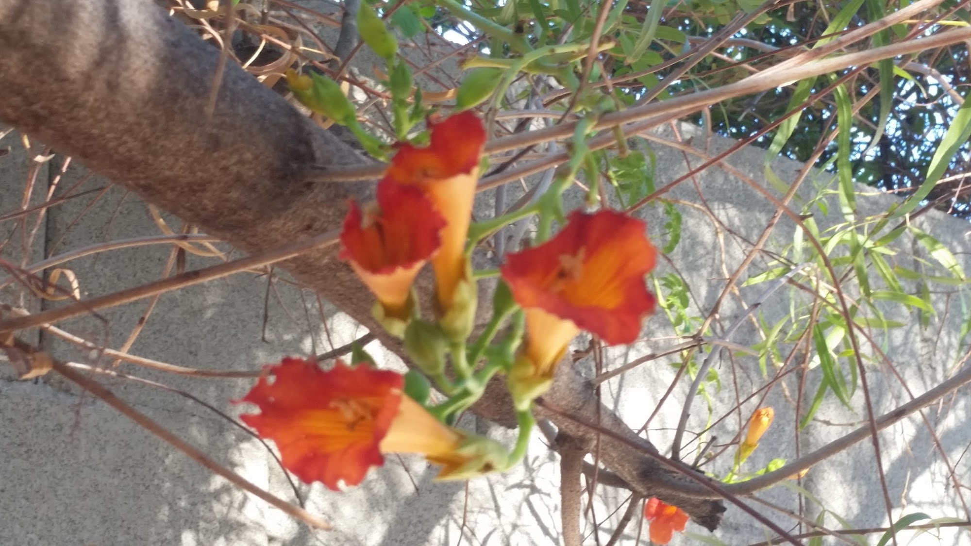 Clearwater Mechanical, Inc.