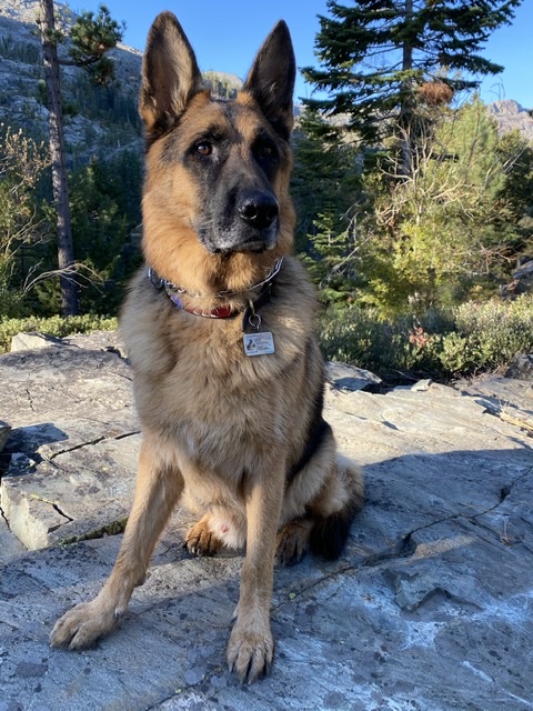 The Grooming Shop Sparks