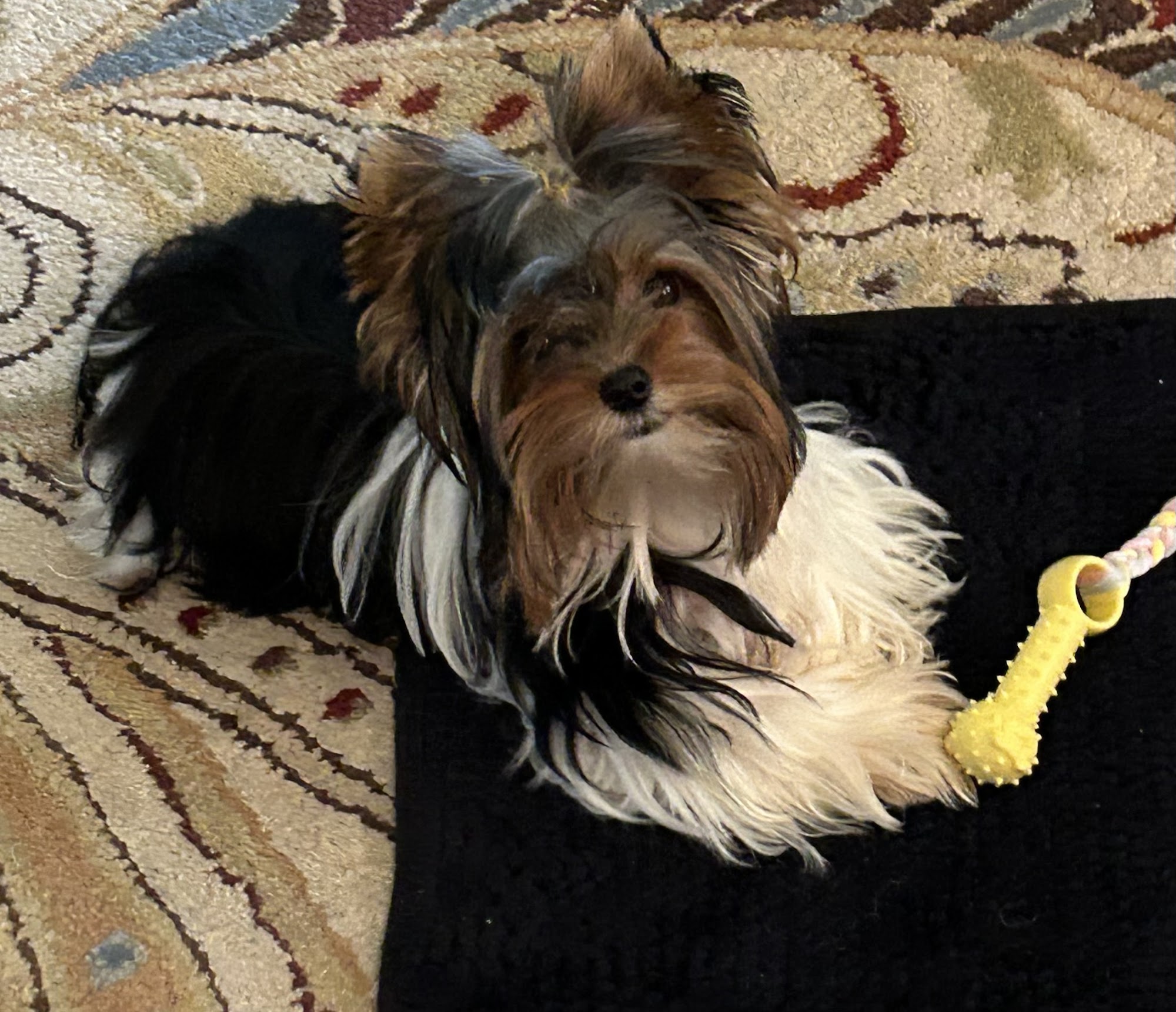 Nate The Dog Man Bloomingburg