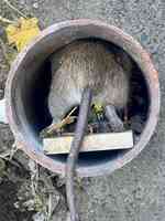 OnGuard Pest Control Inc.