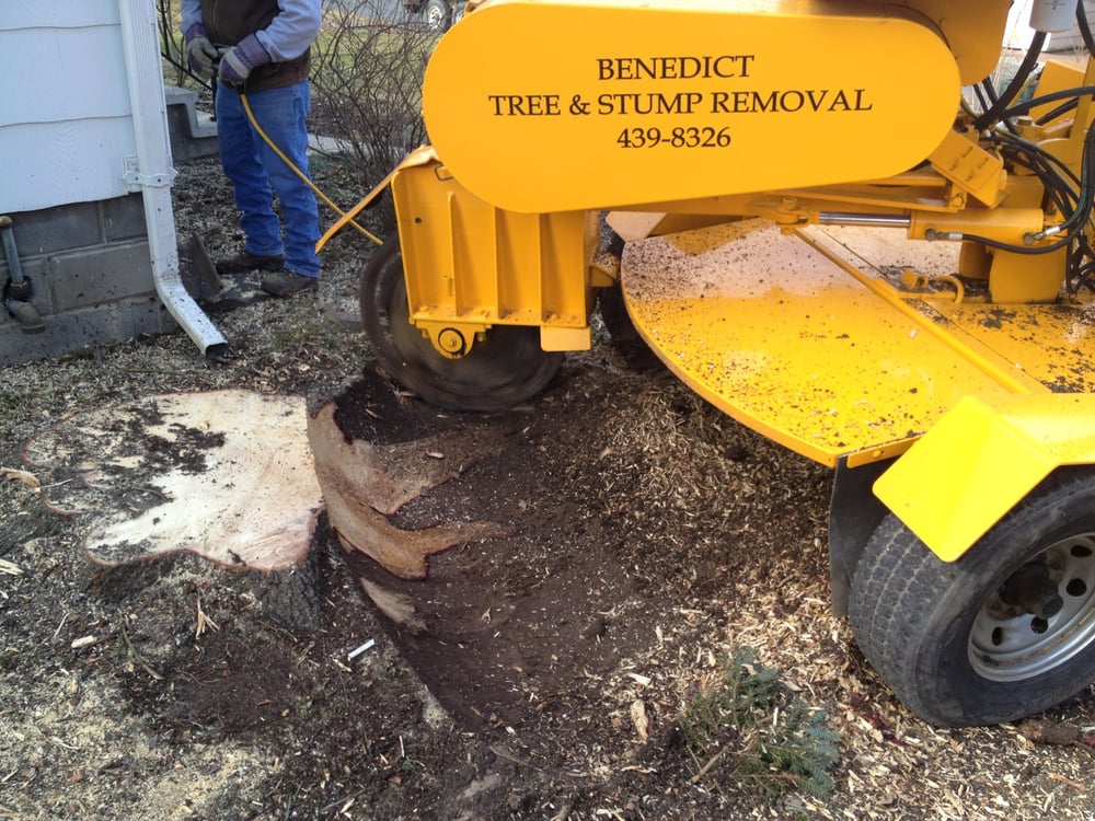 Benedict Tree & Stump Removal 1608 US-20, Cazenovia New York 13035