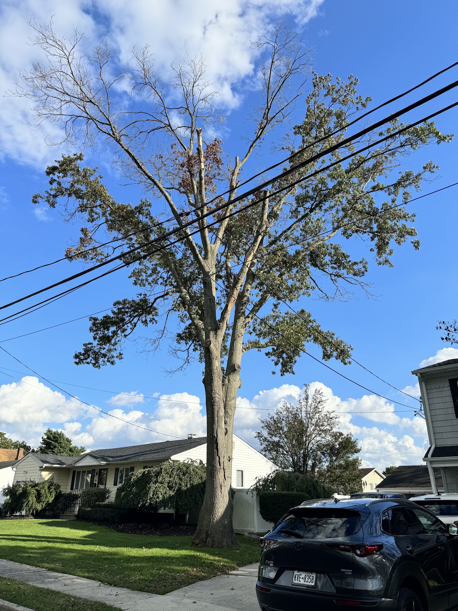 Alhei Tree Service Corp 15 Lace Ln, Central Islip New York 11722