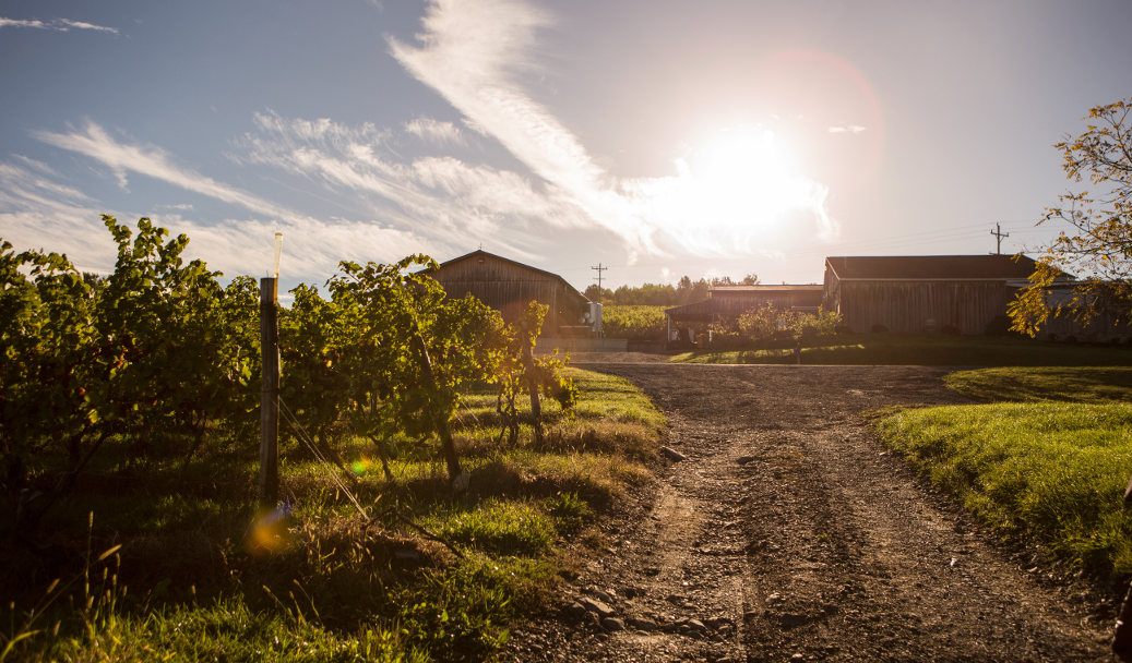 McGregor Vineyard