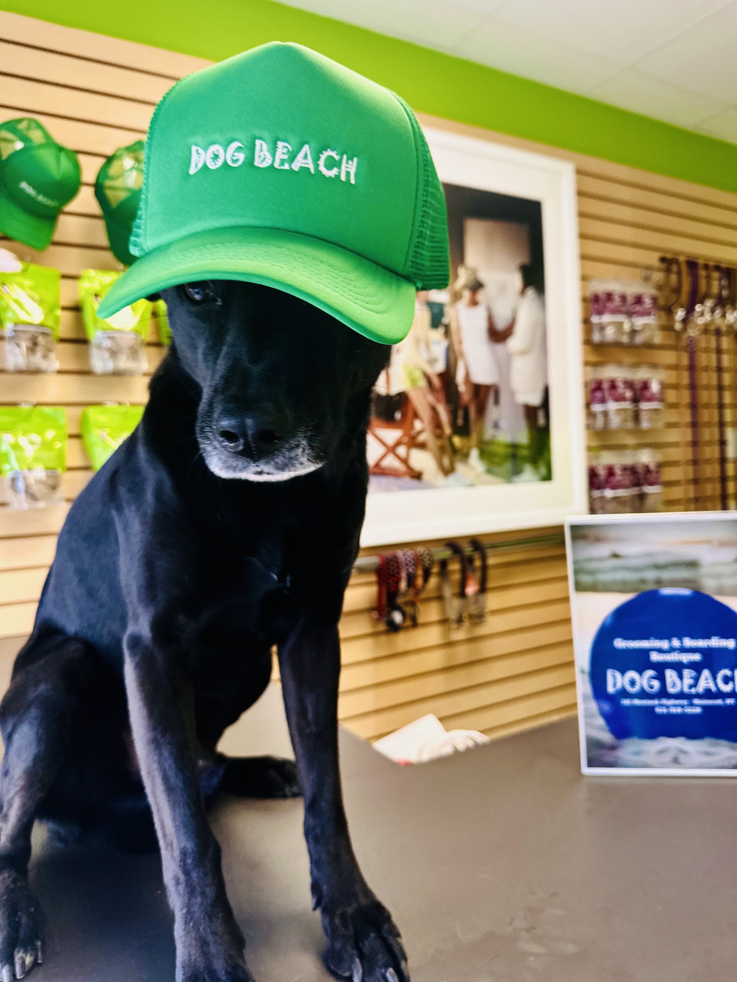 DOG BEACH HAMPTONS 340 Montauk Hwy, East Hampton New York 11937