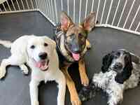 The Puppy Center - Bradford Dog Training