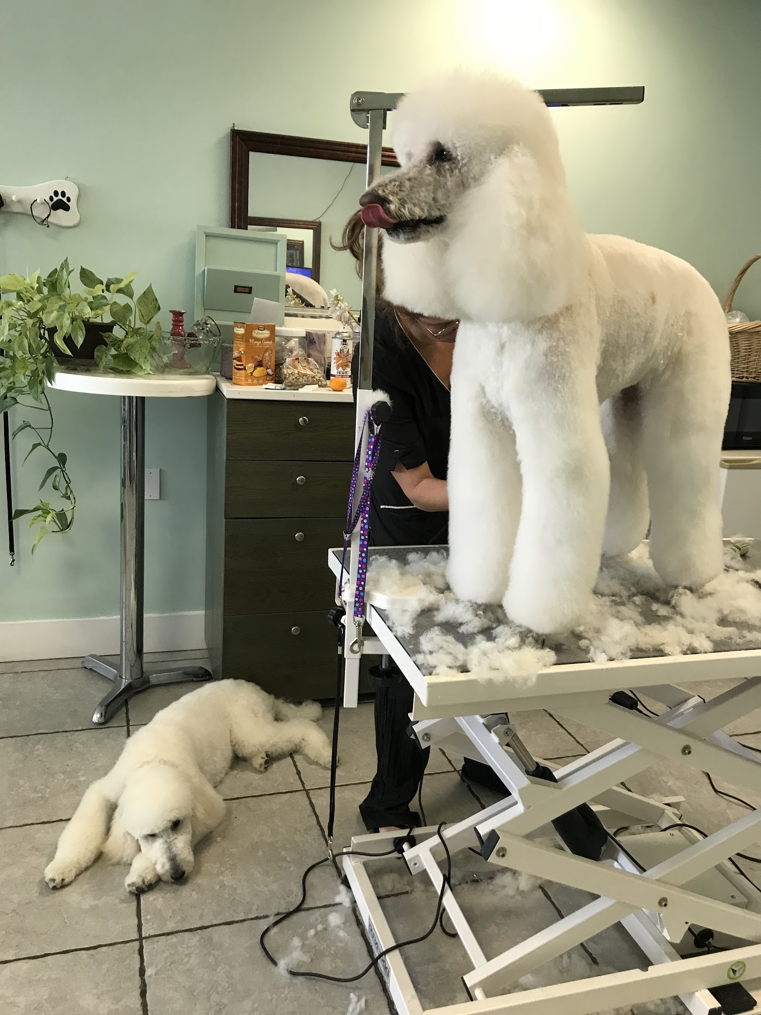 Happy Tails Pet Grooming Salon Eastchester